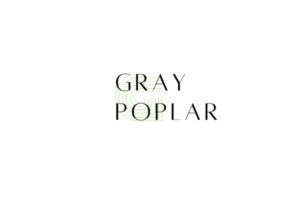 graypoplar
